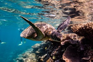 ningaloo tour-060919 - Peter Wandermaker