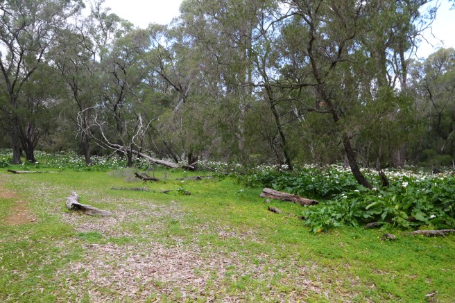 Tuart Forest National Park, Busselton Western Australia
