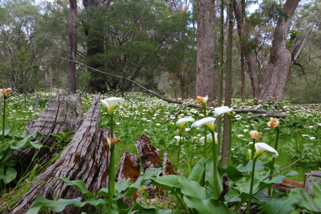Tuart Forest National Park, Busselton Western Australia