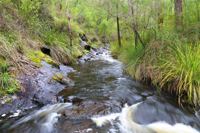 The Greater Beedelup National park