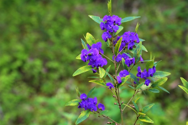 The Greater Beedelup National park