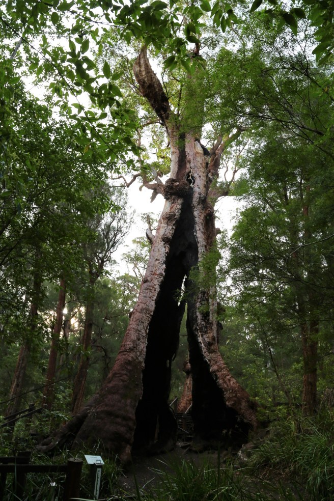 Hilltop Loop Road - Giant Red Tingle Tree