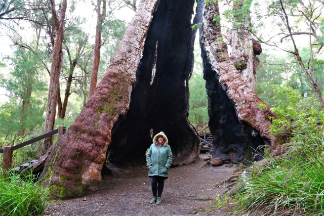 Hilltop Loop Road - Giant Red Tingle Tree