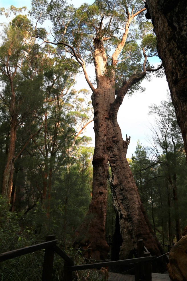Hilltop Loop Road - Giant Red Tingle Tree