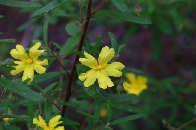 Walpole-Nornalup National Park - Flora at Circular Pool