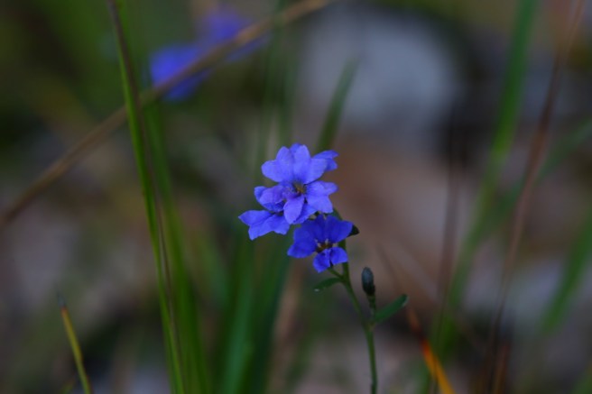 Walpole-Nornalup National Park - Flora at Circular Pool