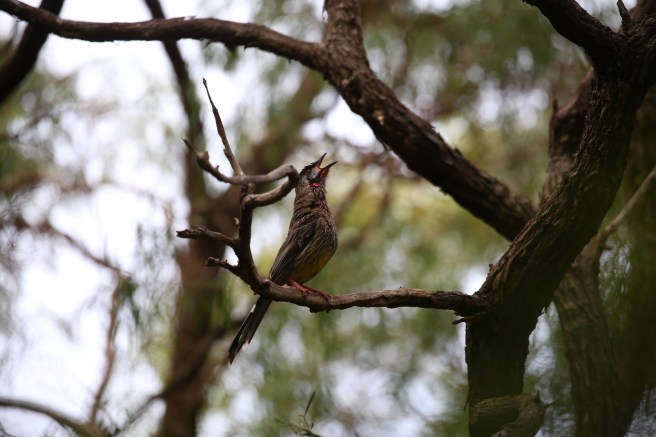 Walpole-Nornalup National Park - Fauna at Circular Pool