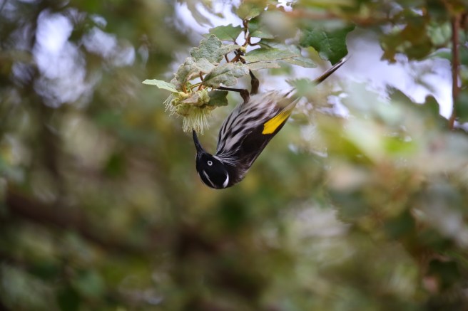 Walpole-Nornalup National Park - Fauna at Circular Pool