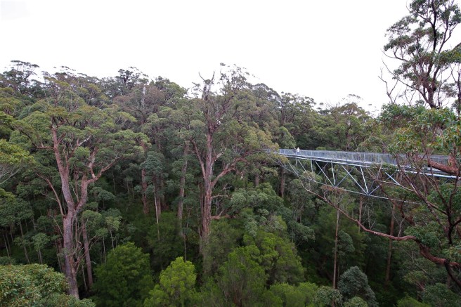 Valley of the Giants, Tree Tops Walk, Denmark WA