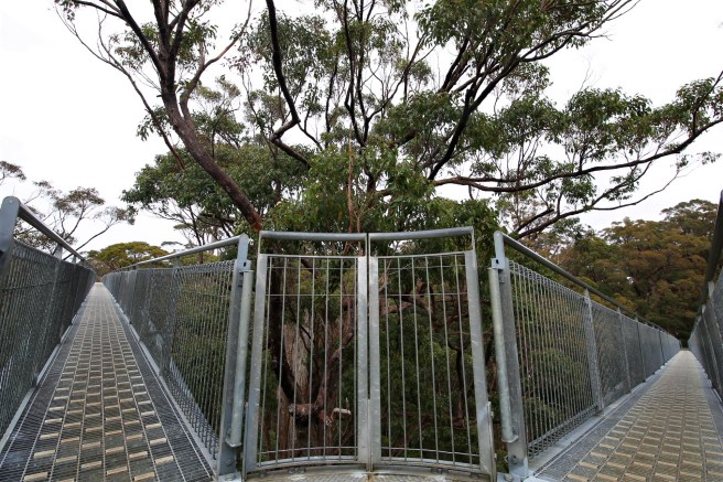 Valley of the Giants, Tree Tops Walk, Denmark WA