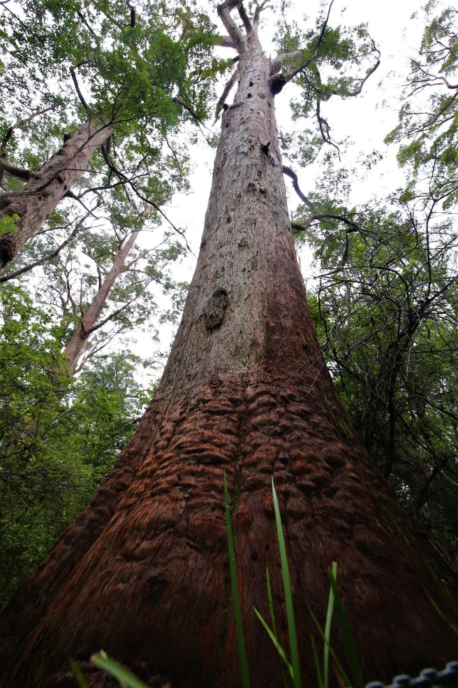 In the Garden of The Valley of the Giants, Tree Tops Walk, Denmark WA