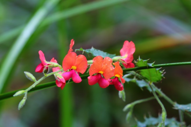 In the Garden of The Valley of the Giants, Tree Tops Walk, Denmark WA