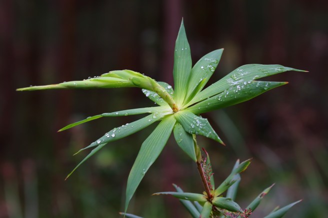 In the Garden of The Valley of the Giants, Tree Tops Walk, Denmark WA