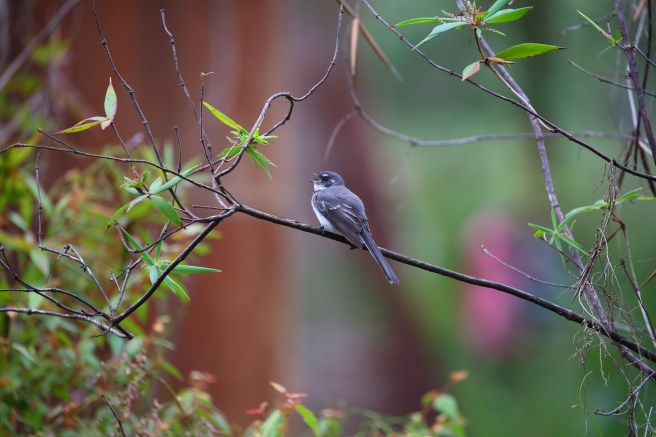 In the Garden of The Valley of the Giants, Tree Tops Walk, Denmark WA
