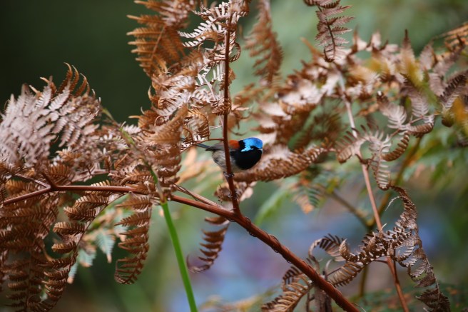 In the Garden of The Valley of the Giants, Tree Tops Walk, Denmark WA