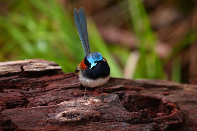 Red Winged Fairy Wren, Valley of the Giants, WA