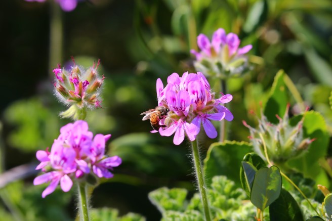 Le Grand Campground - Cape Le Grand National Park, Western Australia