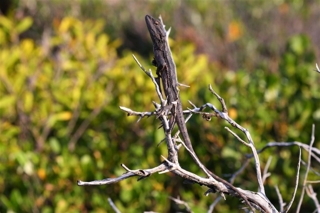 Le Grand Campground - Cape Le Grand National Park, Western Australia