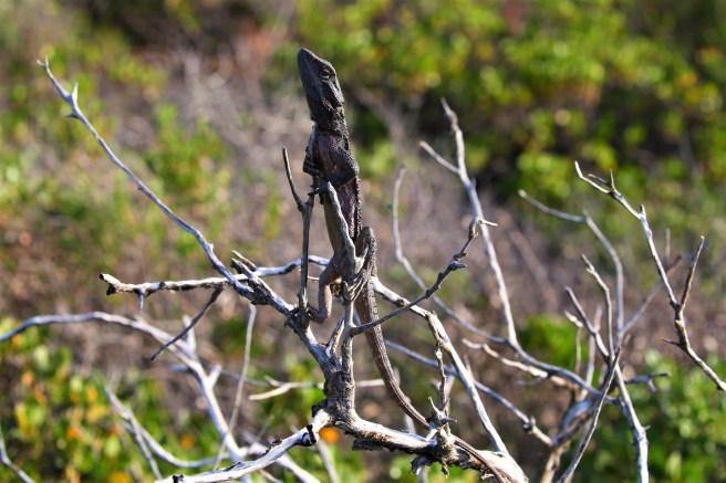 Le Grand Campground - Cape Le Grand National Park, Western Australia
