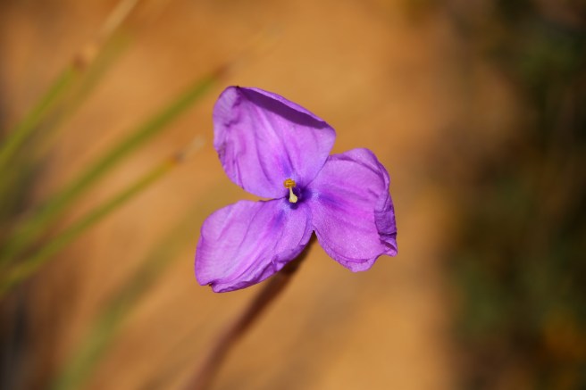Rossister Bay - Cape Le Grand National Park, Western Australia