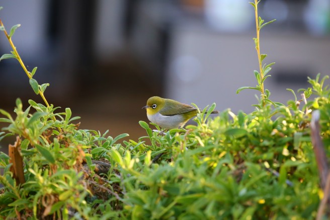 Cape Le Grand National Park, Western Australia