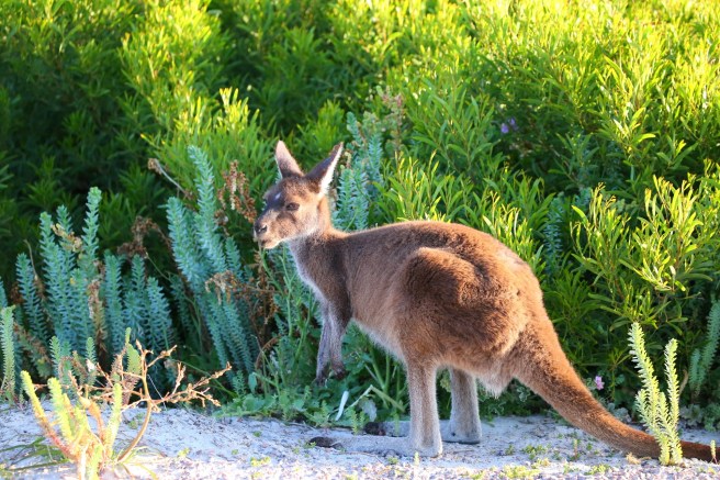 Cape Le Grand National Park, Western Australia