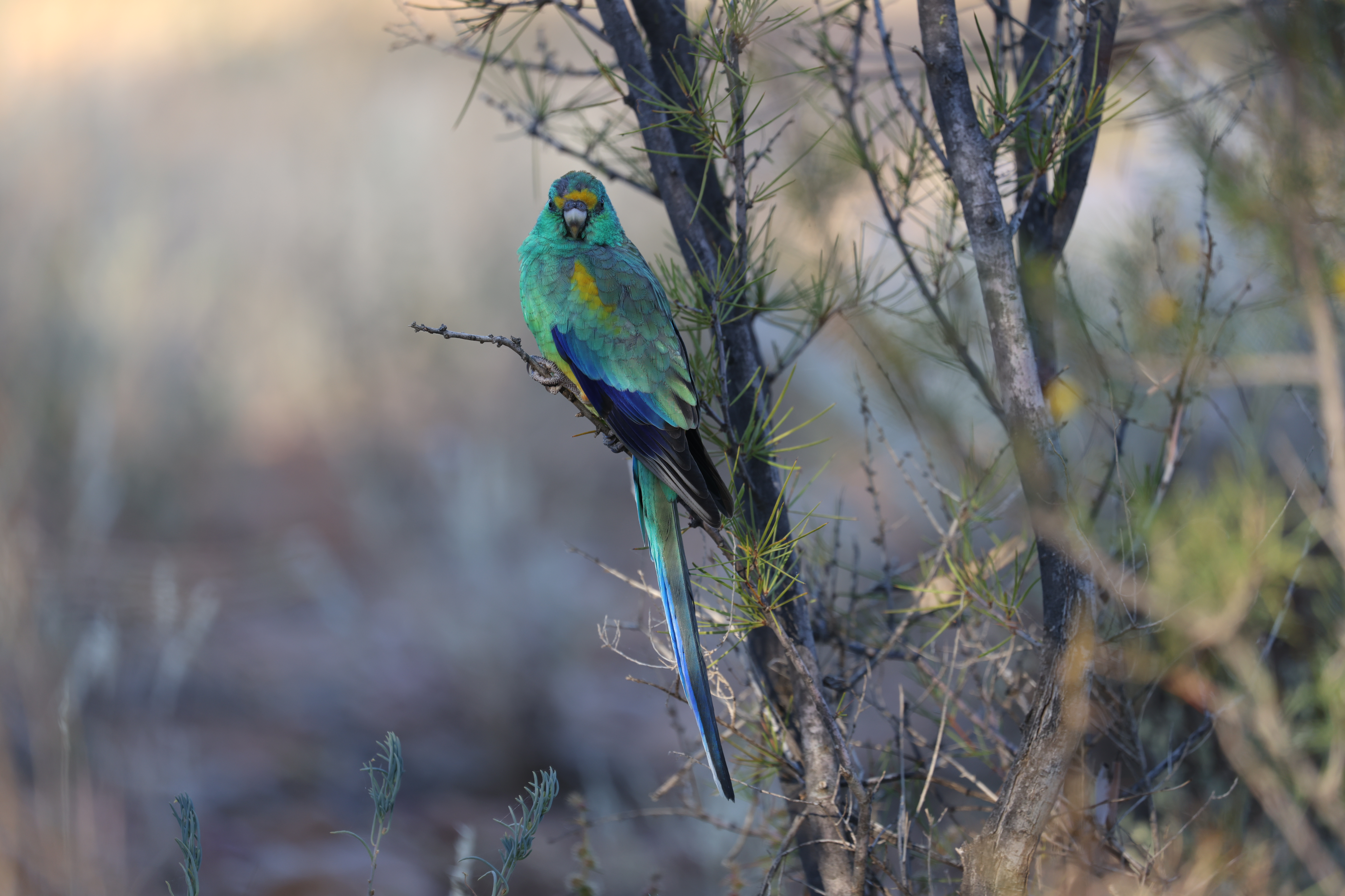Kathleen Creek, Free Camping, Oodnadatta Track