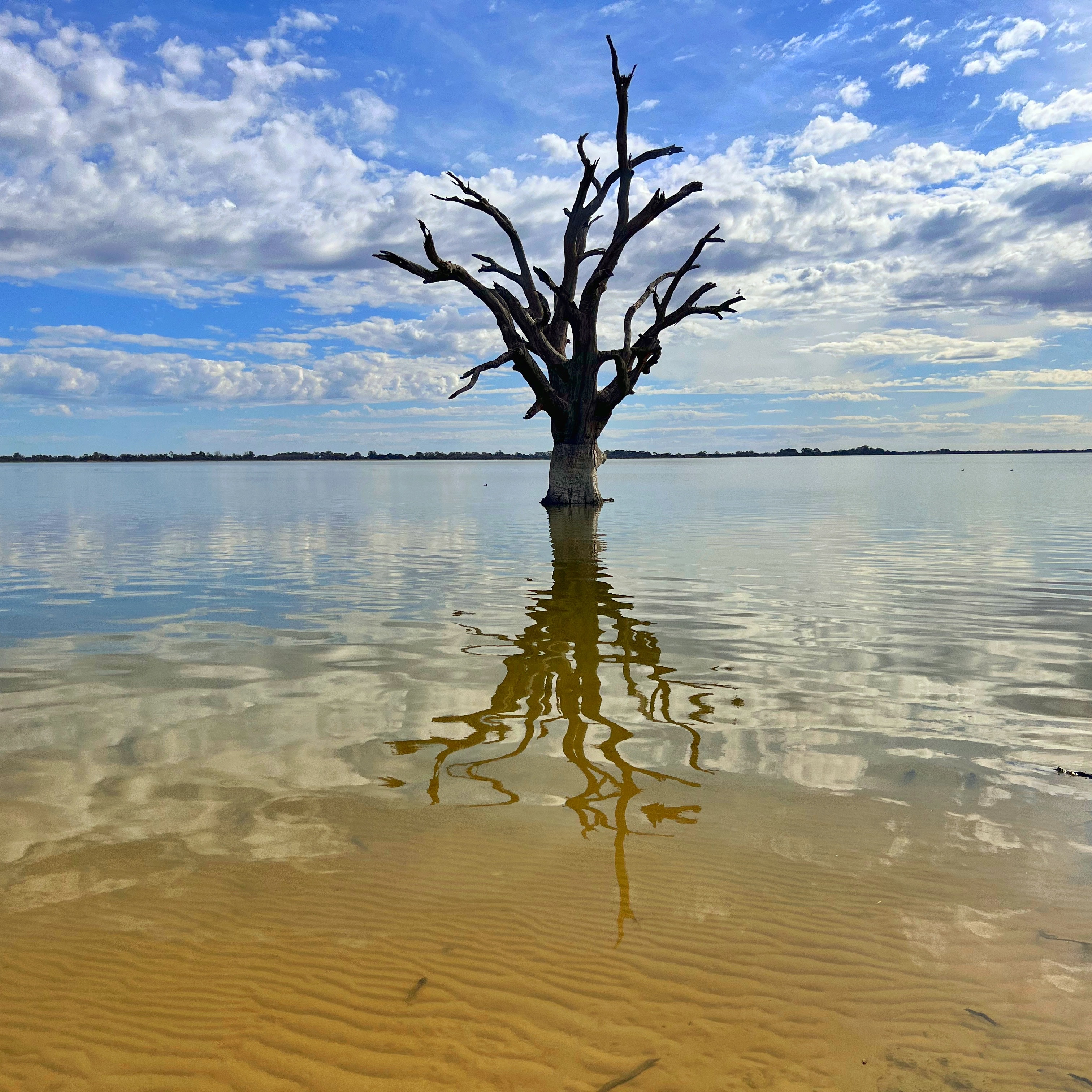 Dead red river gums, Lake Bonney, Barmera