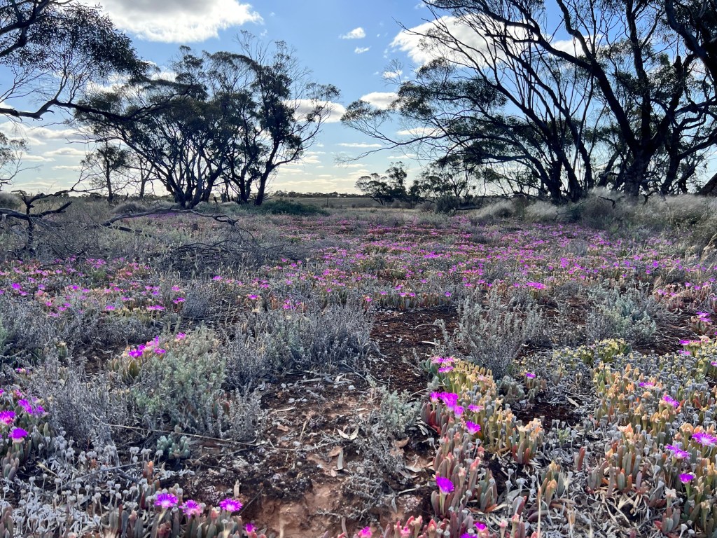 Stub Tank Bushland Reserve, Calder Highway, Ouyen, Victoria. Wildflowers, Free Camping.