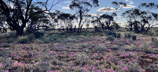 Stub Tank Bushland Reserve, Calder Highway, Ouyen, Victoria. Wildflowers, Free Camping.