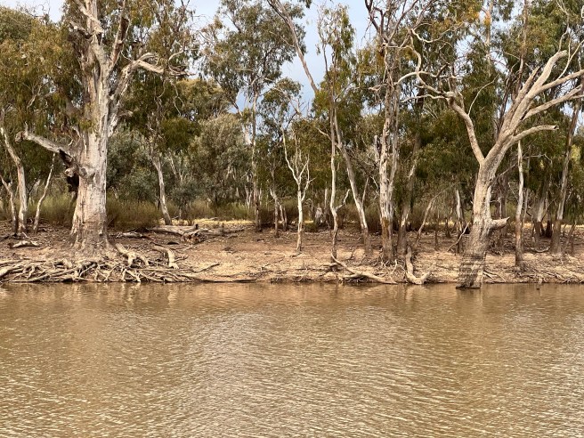 Wakool River Reserve, Werai Lane, Wakool Area, NSW. Wakool River
