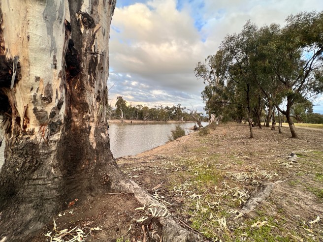 Wakool River Reserve, Werai Lane, Wakool Area, NSW. Red River Gum Tree. Wakool River.