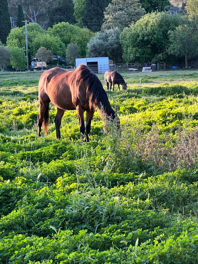 Jugiong Showground - RV Park, Jugiong, NSW. Horse
