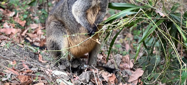 Swamp Wallaby - Depot Beach Campground, Murramarang National Park, NSW. Marsupial