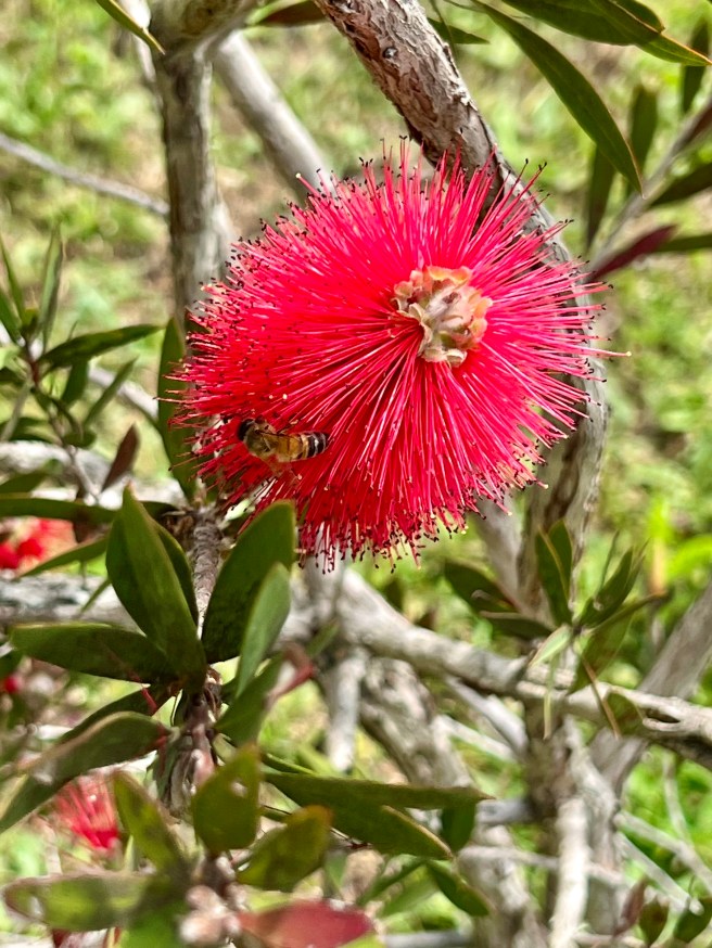 Crimson Bottlebrush, Panboola, Pambula Wetlands and Heritage Project, Pambula NSW