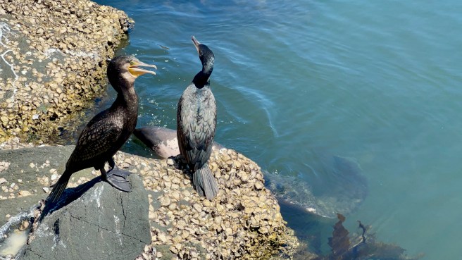 Great Cormorant and Stingrays. Quarrantine Bay, Eden NSW
