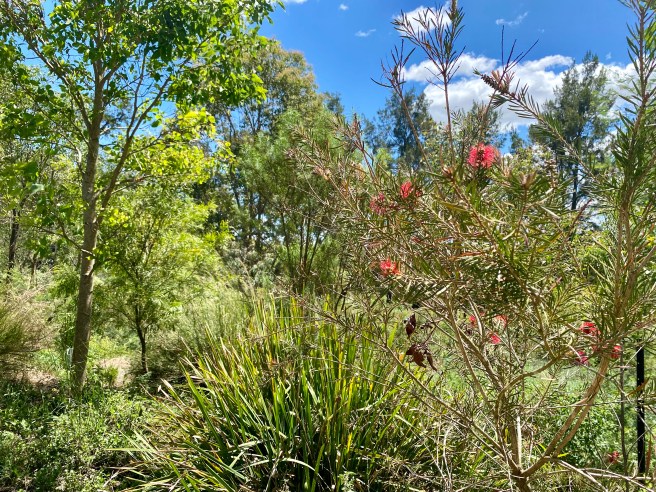 Grevillea Tree, Bega River, Walungari Trail, NSW