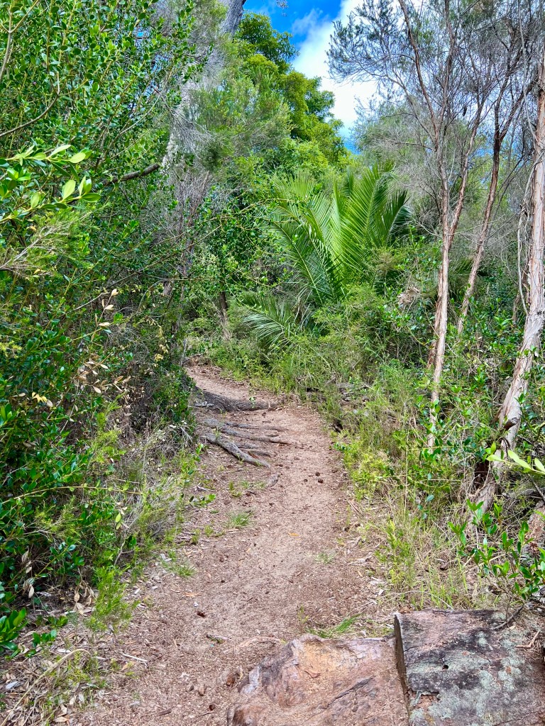Boardwalk Track, Lakes Entrance, Bass Strait, Victoria