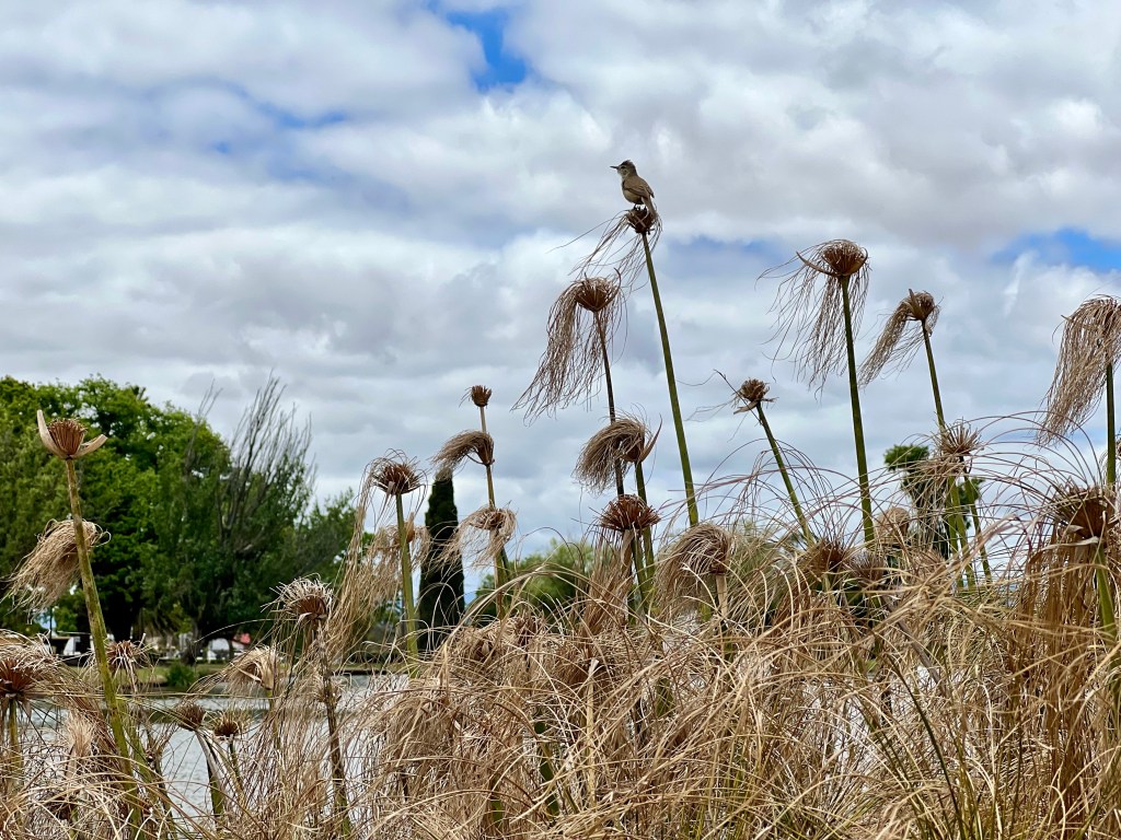 Alexander Gardens, Ararat, Victoria