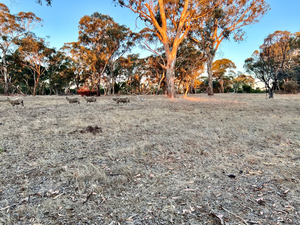 Padthaway Historic Golf Club, Padthaway, South Australia