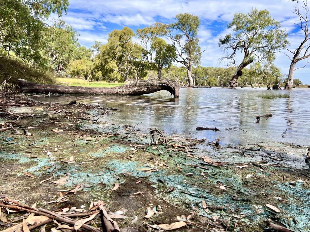 Cockatoo Lake Recreation Area, Padthaway, South Australia