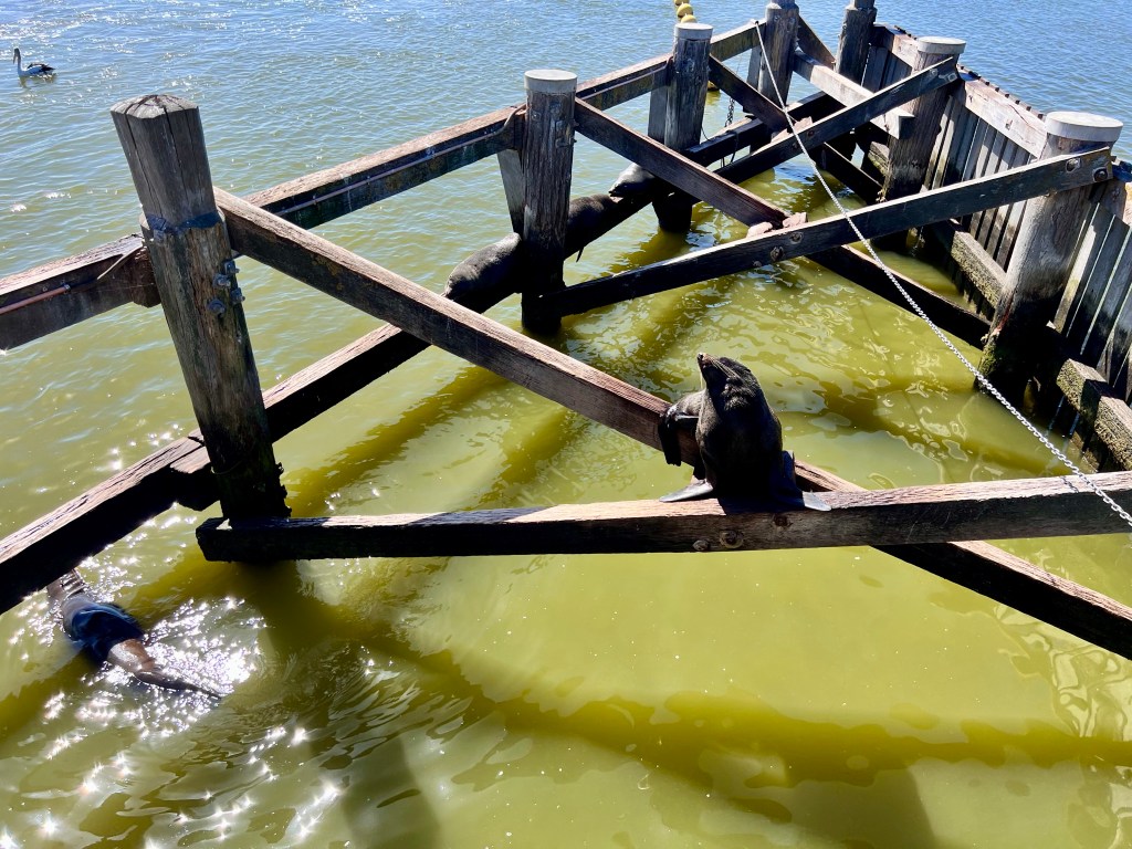 Seals at the Goolwa Barrage, Goolwa, South Australia