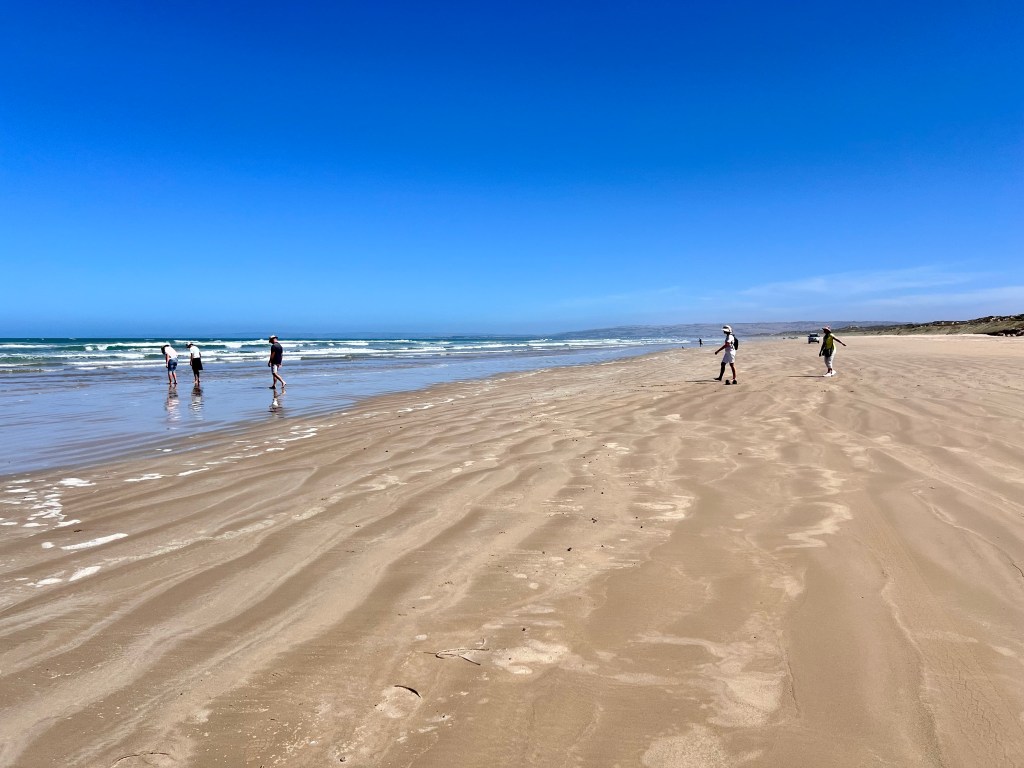 Looking for Pipi, Encounter Bay, Goolwa Beach, Goolwa South Australia