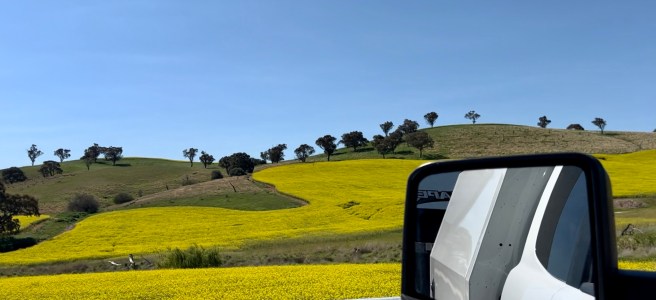 Canola Fields