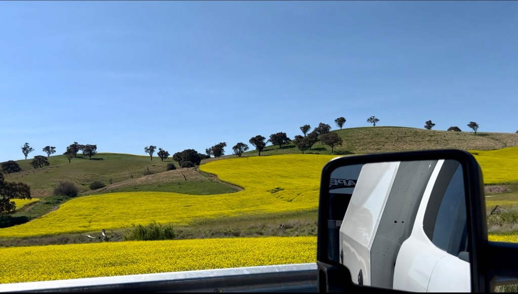 Canola Fields