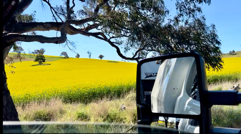 Canola Fields