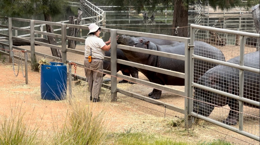Zoo Keeper Bonding with Hippos