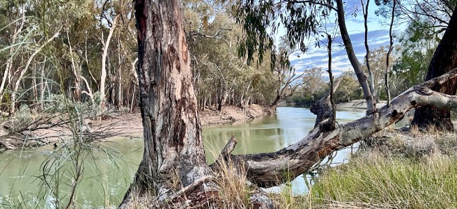 Camping Yanga National Park Murrumbidgee River
