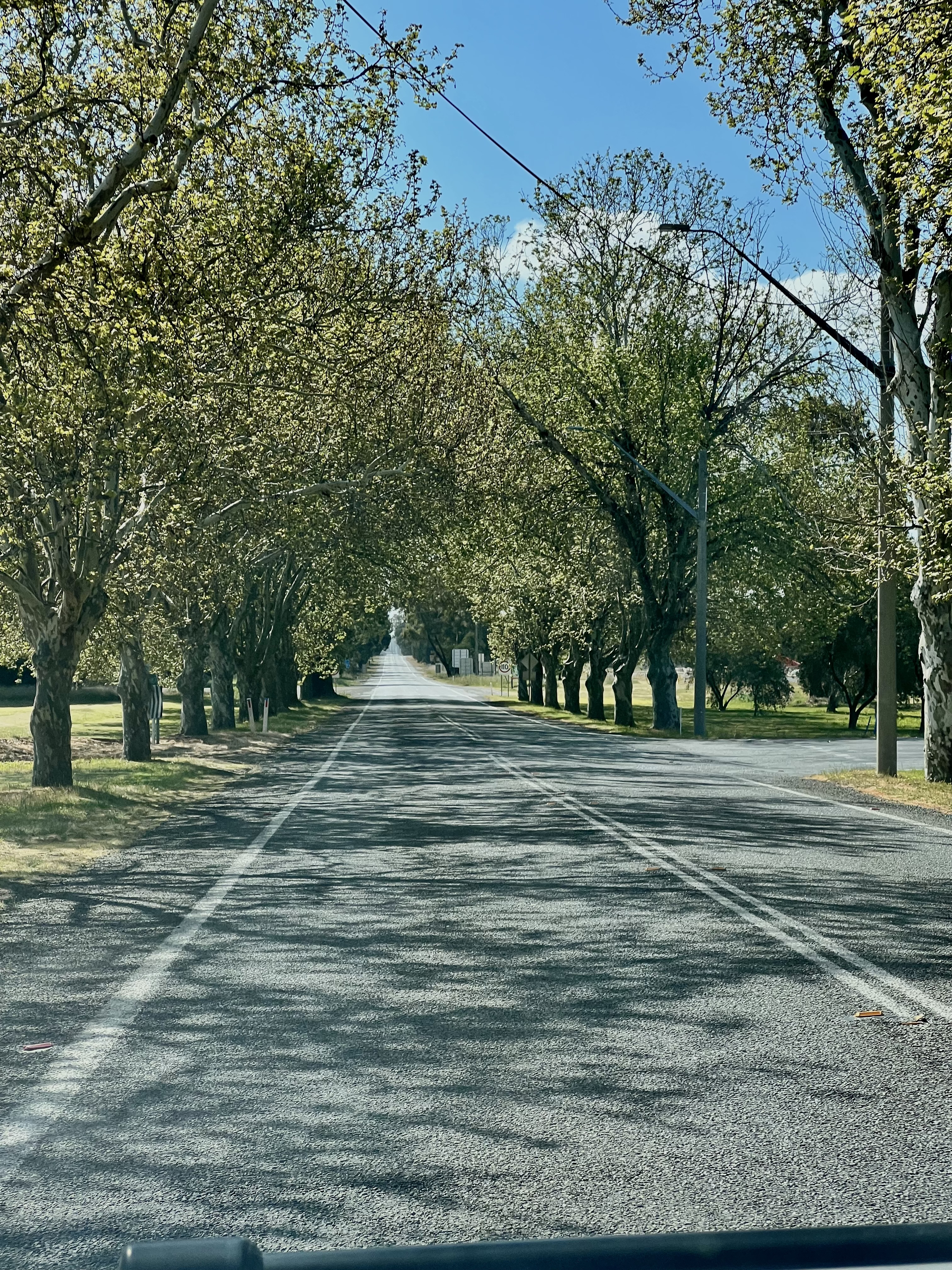 Tree lined street Narrandera, NSW