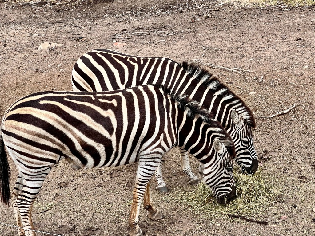Two Zebras